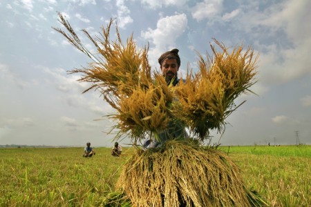 Harvesting.