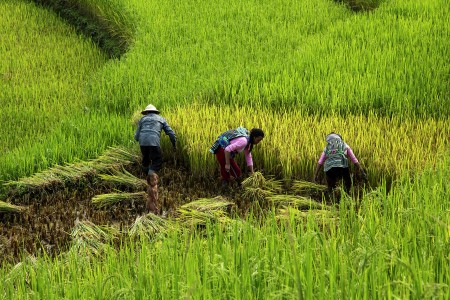 Paddy harvesting