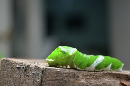 Green Caterpillar