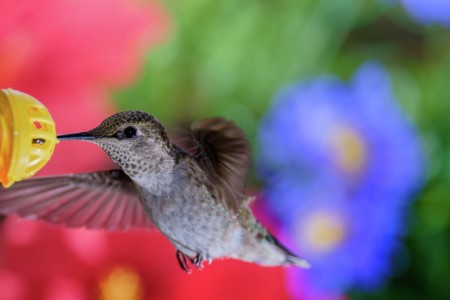Feeding Time