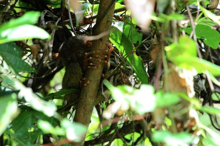 Hide and seek with a primate