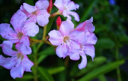 Pink and White