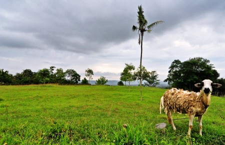 Domba di Lapangan Hijau
