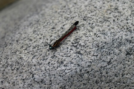 dragonfly on rest