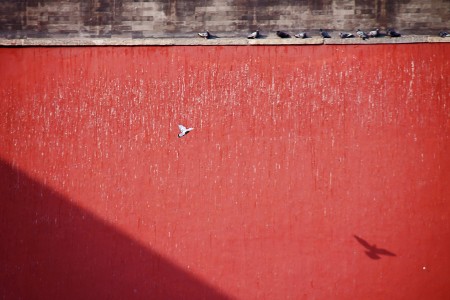 Doves at Forbidden Red