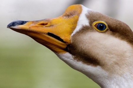 Swan