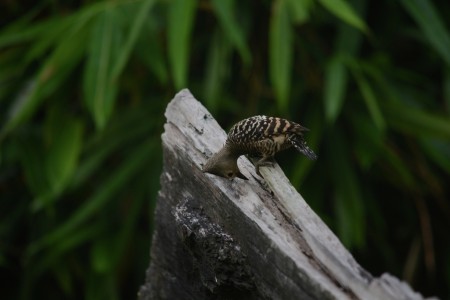 Finding food