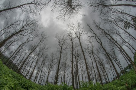 Green & Grey