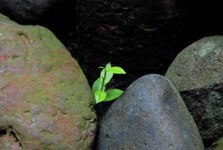 Tunas pohon