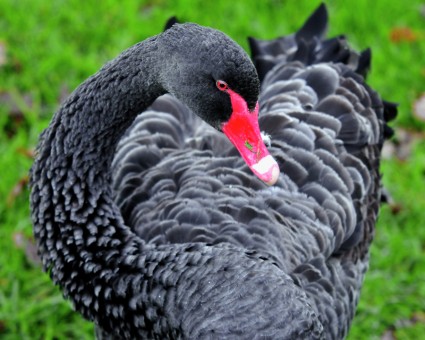 Black swan
