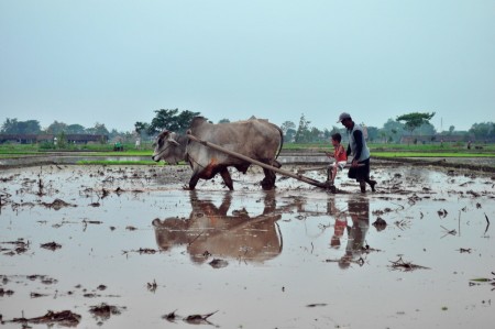 Ikut Membajak Sawah