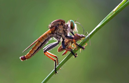 Robberfly & its prey