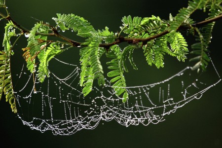 Nature's Neckless
