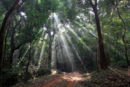 The Morning Beams