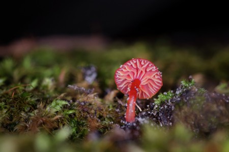 Red mushroom