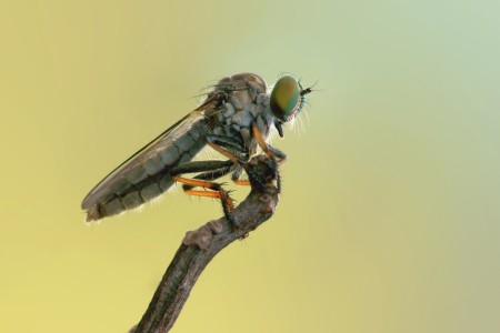 Asilidae on top
