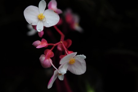 Bungaku