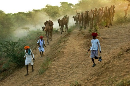 PUSHKAR YATRA