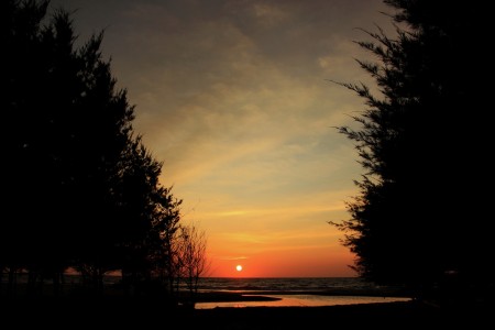 Sunset diantara Cemara