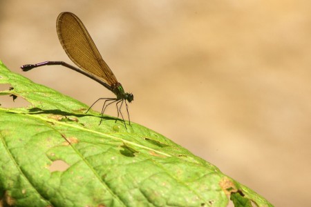 Momentary Perch