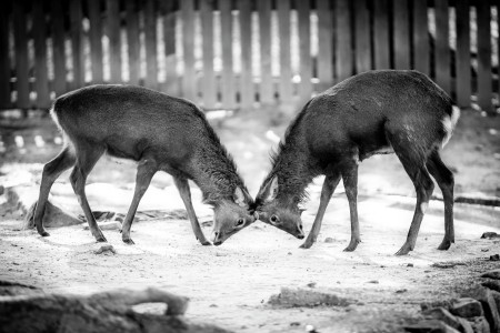 Symmetry Deer