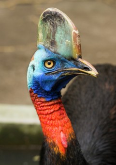 Northern Cassowary