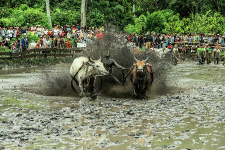 pacu jawi