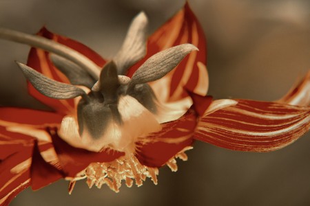 Magic Flower
