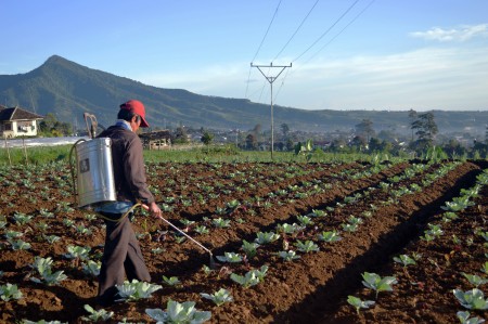 Pagi ku untuk berkebun