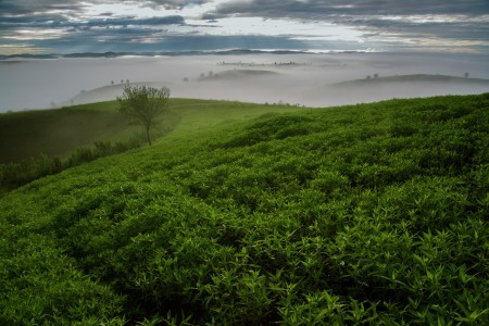 Sea of Mist
