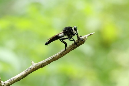 Robberfly