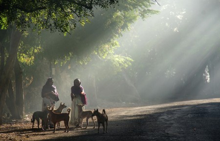 In the morning light