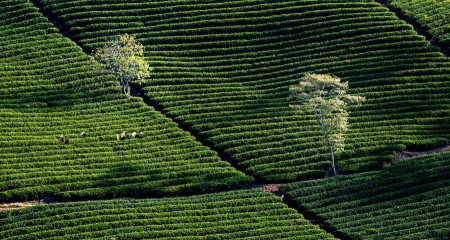 Tea Fields