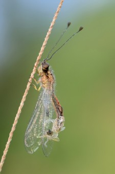 Molting