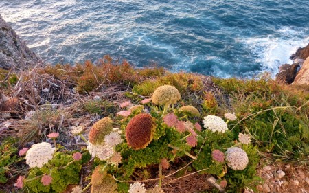 Mini Flower at Cape of St. Vincent