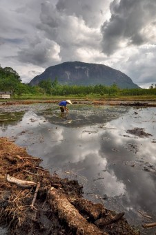 SAWAH DI KAKI BUKIT