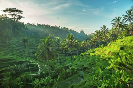Sunny rice field