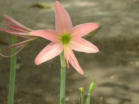 Beautiful Flower