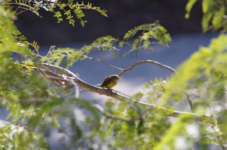Bird