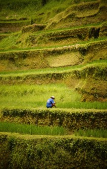 A Rice Farmer In Tegalalang