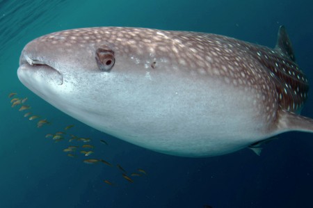 Whale Shark