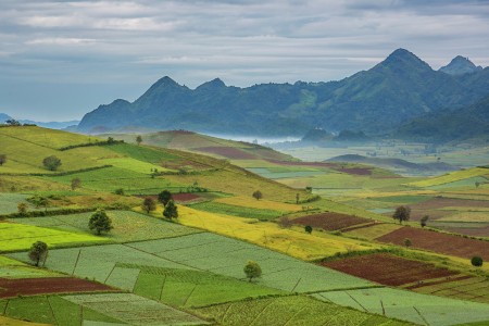 Fields