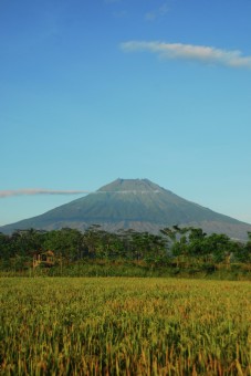 Sawah dan Gunung
