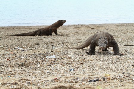 Komodo Dragon