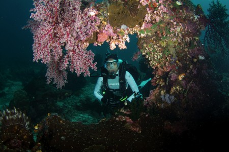 Coral window