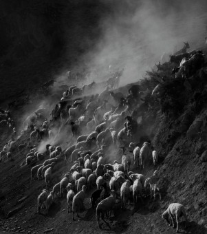LAND AND LIFE