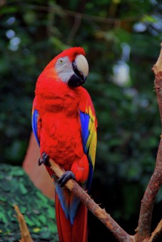 Burung Nuri