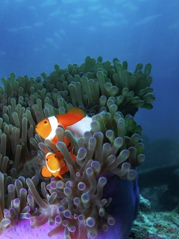 Ikan Nemo