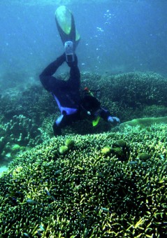 Panorama Bawah Laut
