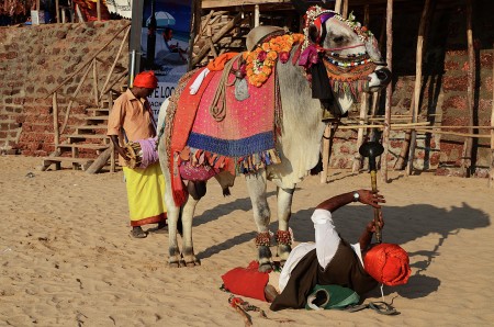 The Bull Charmer